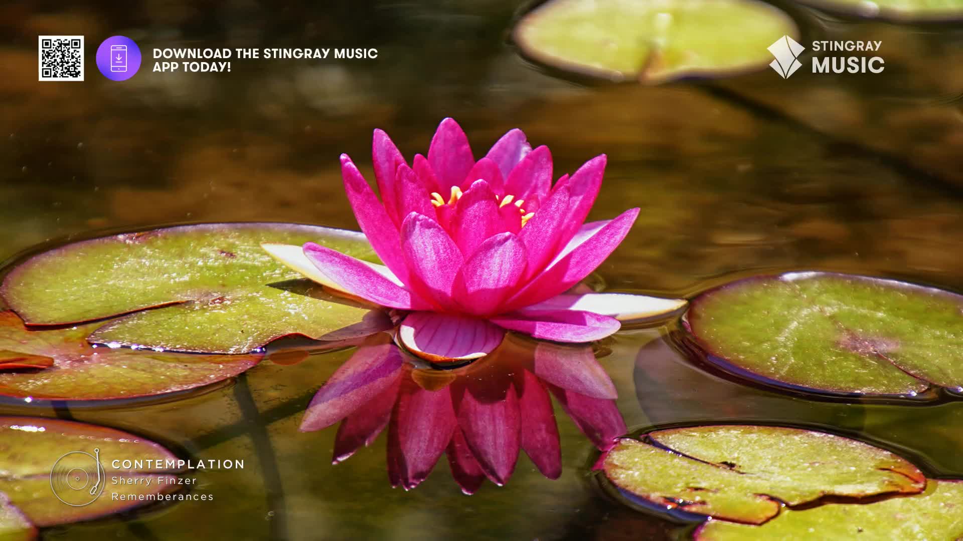 A vibrant pink water lily floats on the surface, its reflection mirrored in the still water. The Stingray Music logo sits in the corner, reminding me of a relaxing spa day in Canada.
