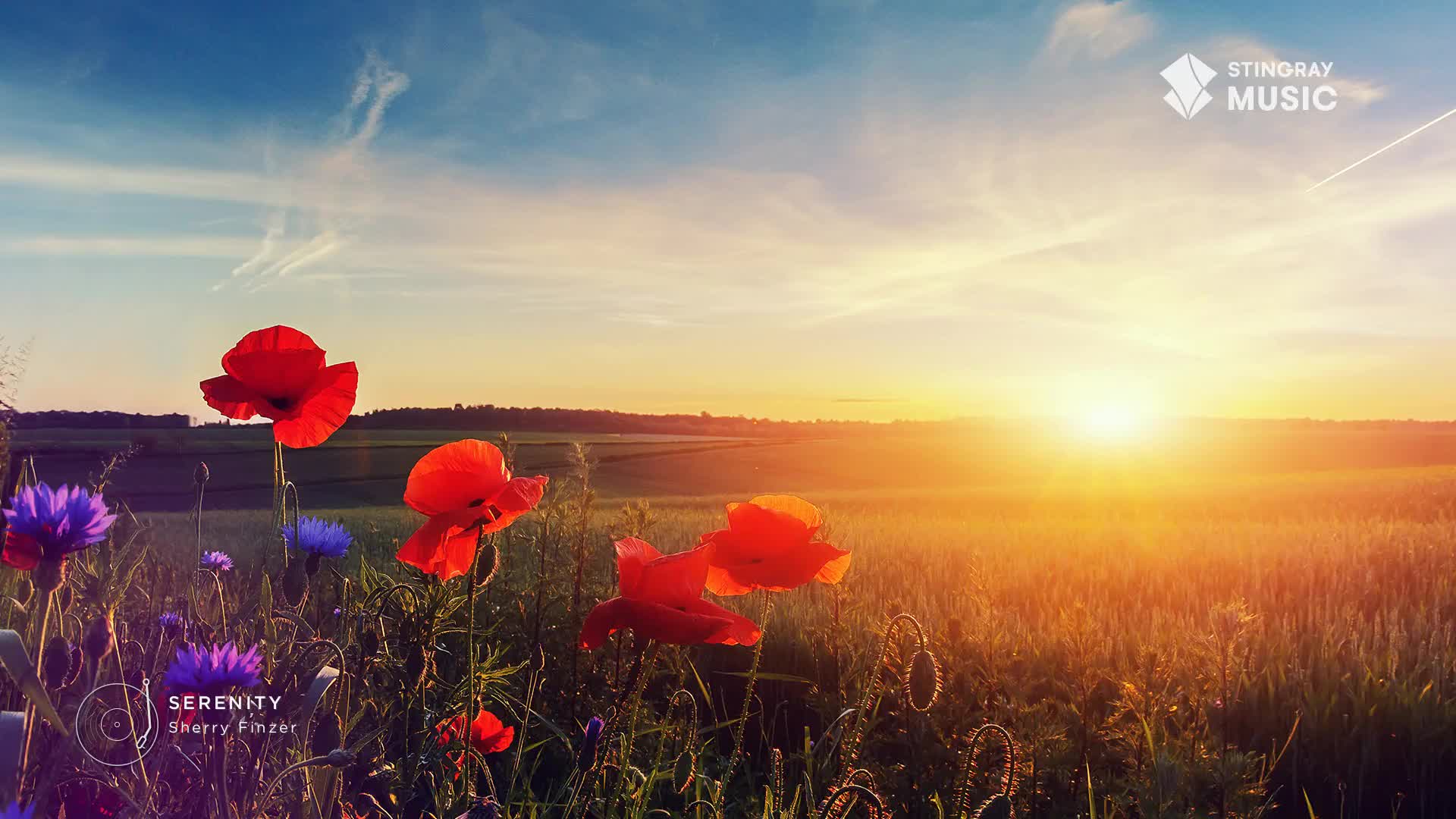 The sun is setting, casting a warm glow over the field of wildflowers. Red poppies and purple cornflowers sway gently in the breeze.
