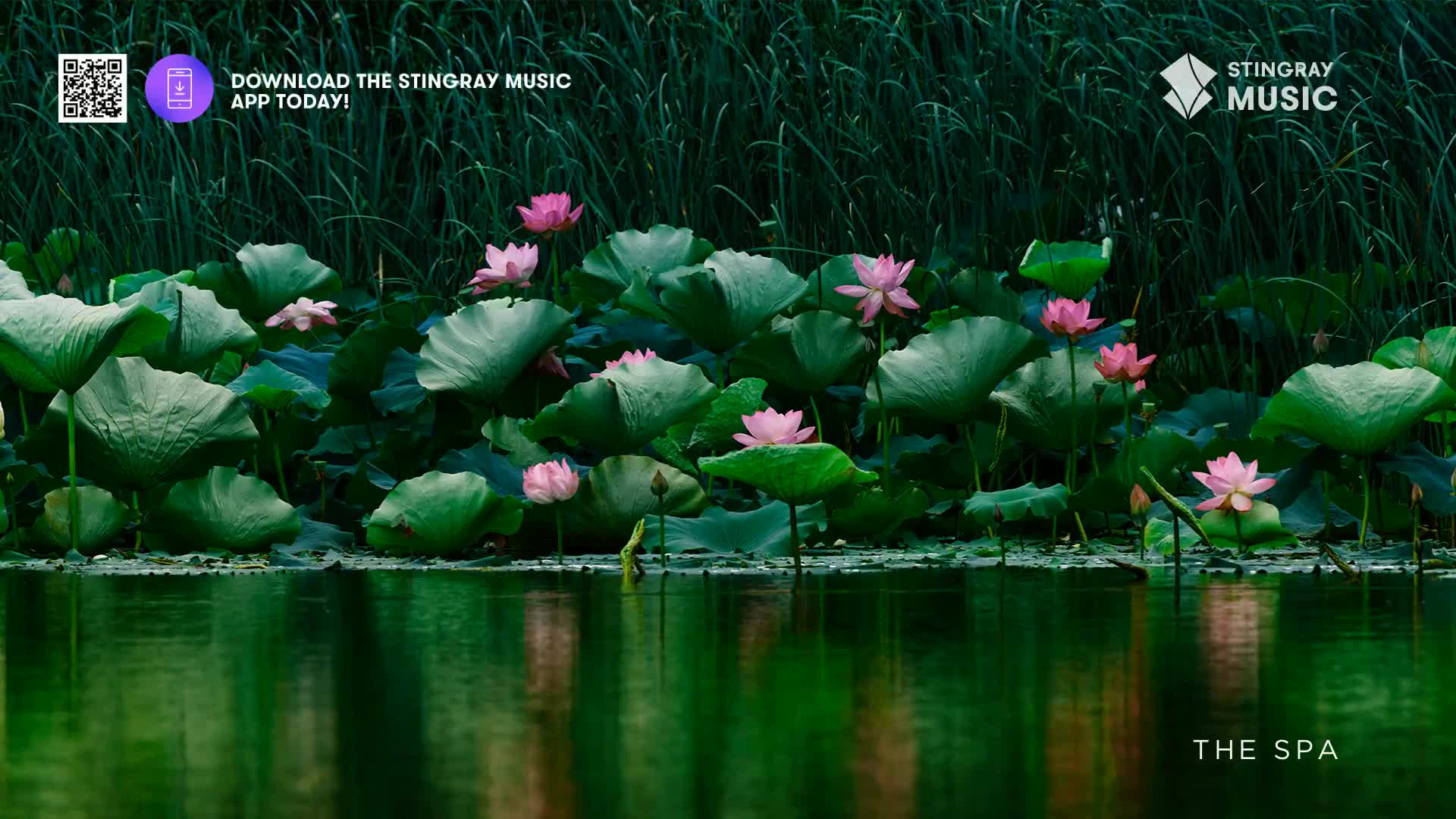 Water lilies with pink blossoms float on the surface, their large, round leaves scattered across the water. The dark green water reflects the plants and the tall reeds behind them, as if this is a scene at The Spa in Canada.

