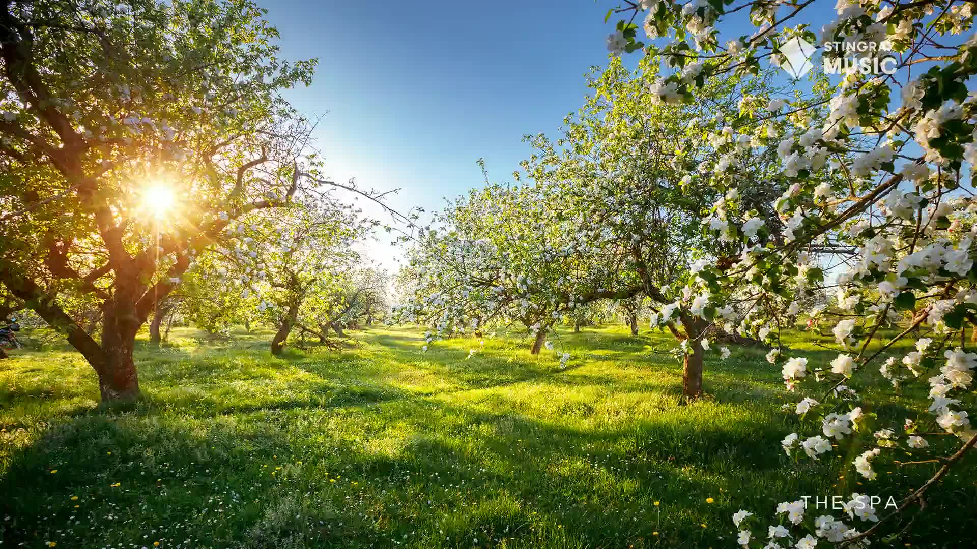 The sun streams through the branches of apple trees in full bloom, casting dappled shadows on the lush green grass. A gentle breeze rustles the white blossoms, and the air feels fresh and clean, like a perfect spring day in the Canadian countryside.