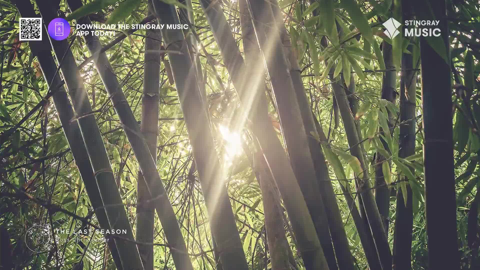 Sunlight streams through the dense bamboo stalks. The leaves are a vibrant green, catching the light as it filters down.