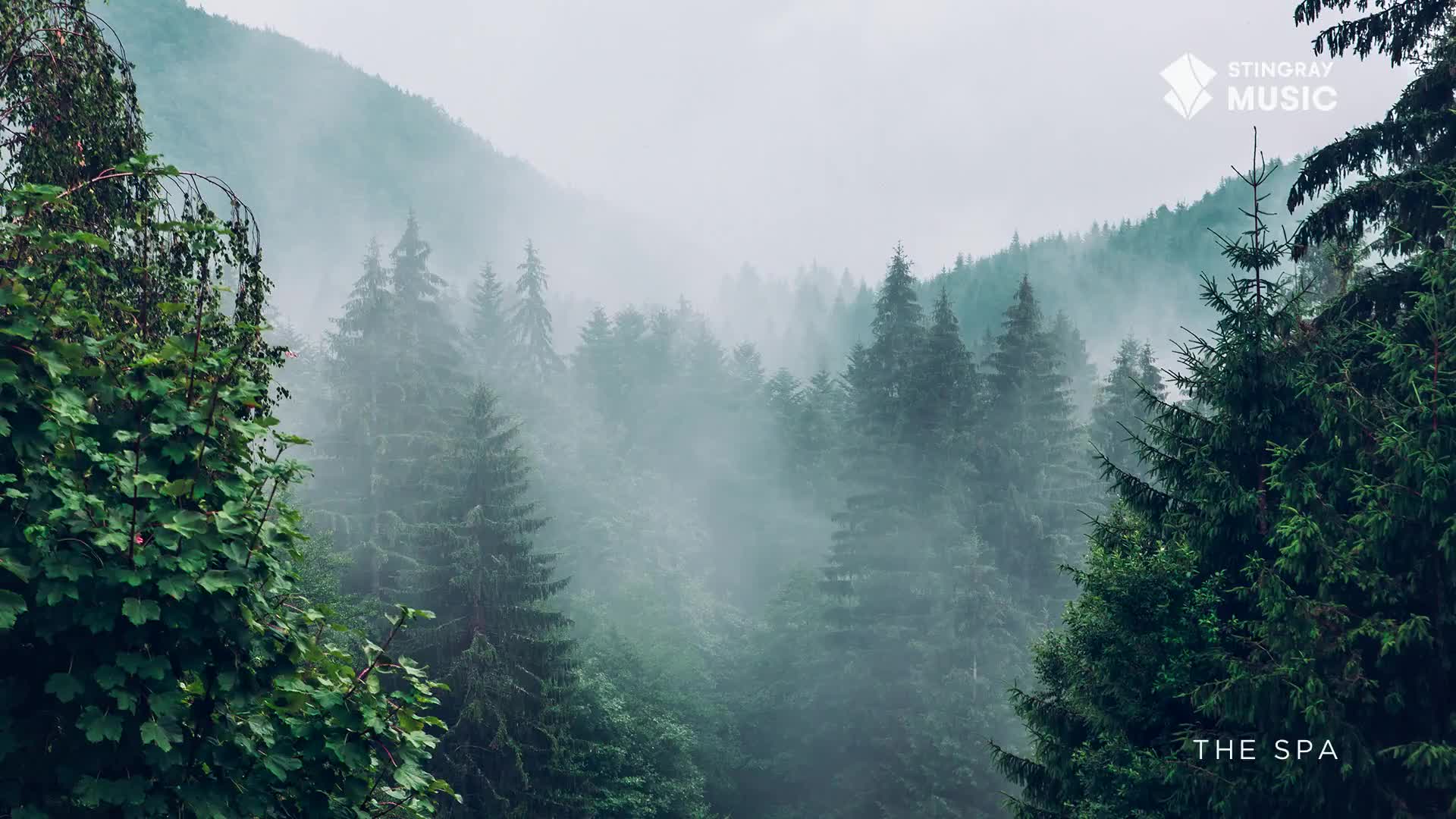 Mist rolls through the dense evergreen forest, obscuring the Canadian mountainside. The air feels cool and damp, a perfect setting for a moment of quiet reflection.
