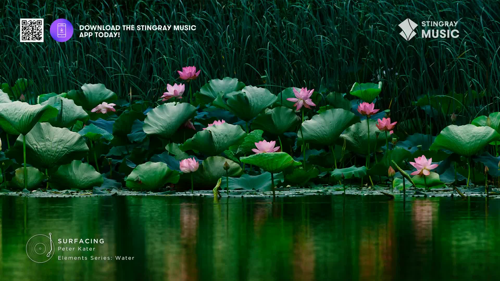 A cluster of pink lotus flowers rises from the still, green water. Their broad, waxy leaves create a lush canopy around the delicate blooms.