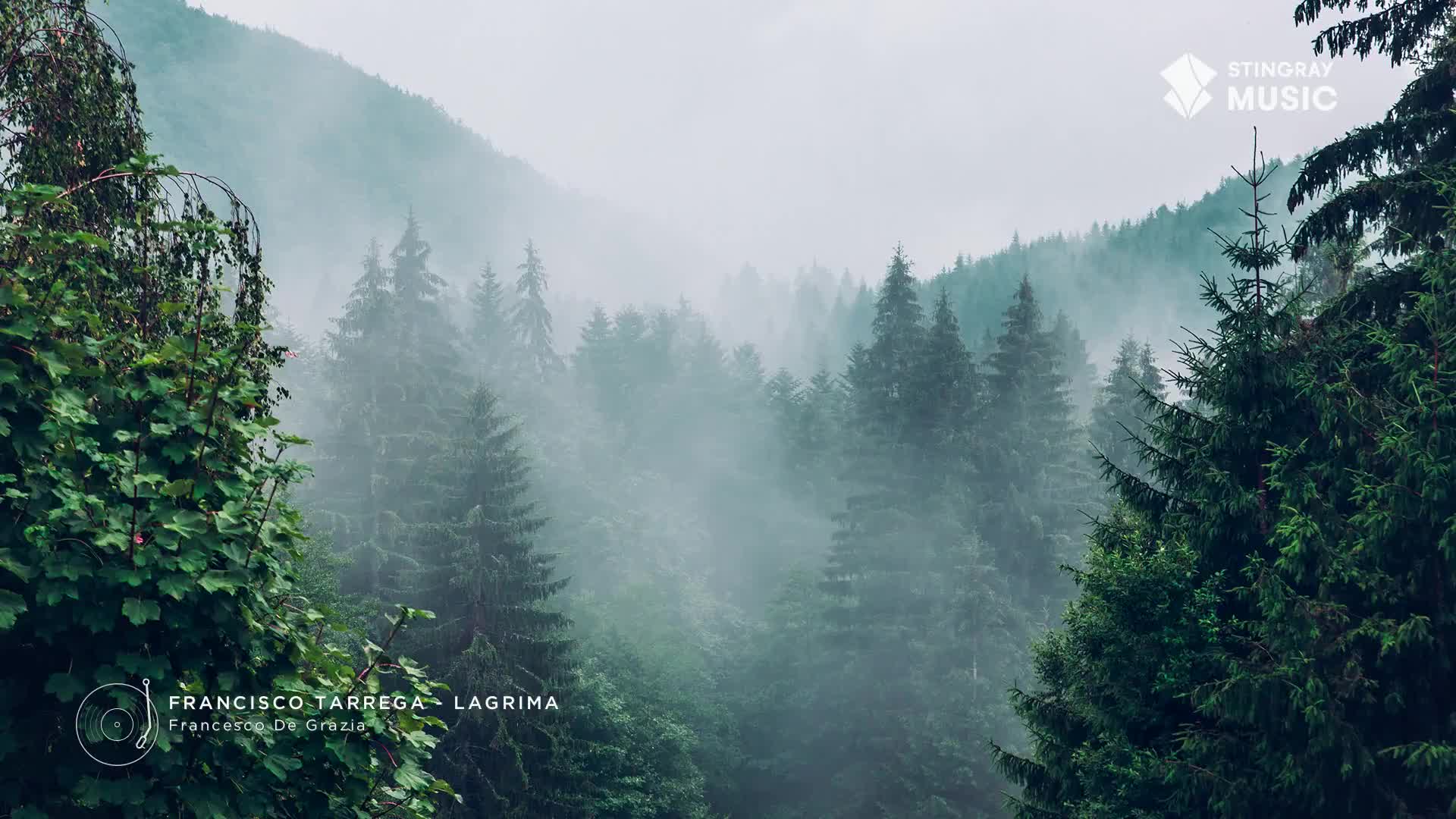 Mist hangs heavy over a dense Canadian forest, obscuring the peaks of distant mountains. The air feels damp and cool, a perfect setting for a quiet afternoon at Stingray The Spa. Mist hangs heavy over a dense Canadian forest, obscuring the peaks of distant mountains. The air feels damp and cool, a perfect setting for a quiet afternoon at Stingray The Spa.