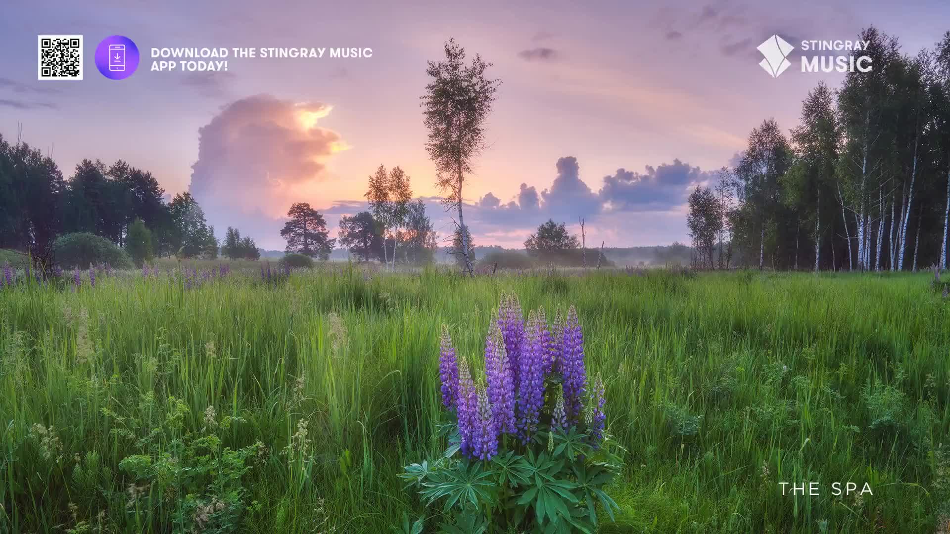 The sun dips below the horizon, casting a soft glow over a field of tall grass and purple lupines. A gentle mist rises from the land, hinting at the tranquil Canadian evening.