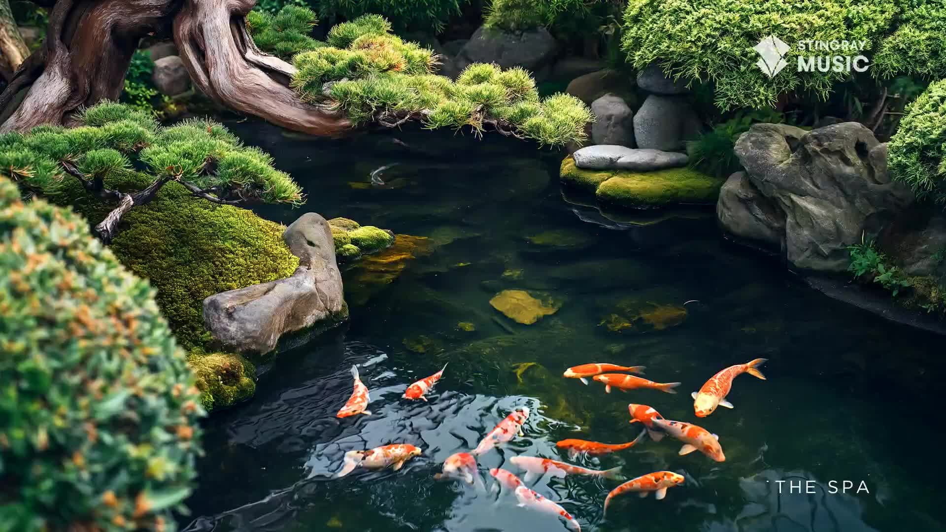 Bright orange and white koi glide through the dark water of this tranquil pond, nestled amongst moss-covered rocks and sculpted trees. It feels like a peaceful corner of the Stingray Spa, a quiet escape in Canada.