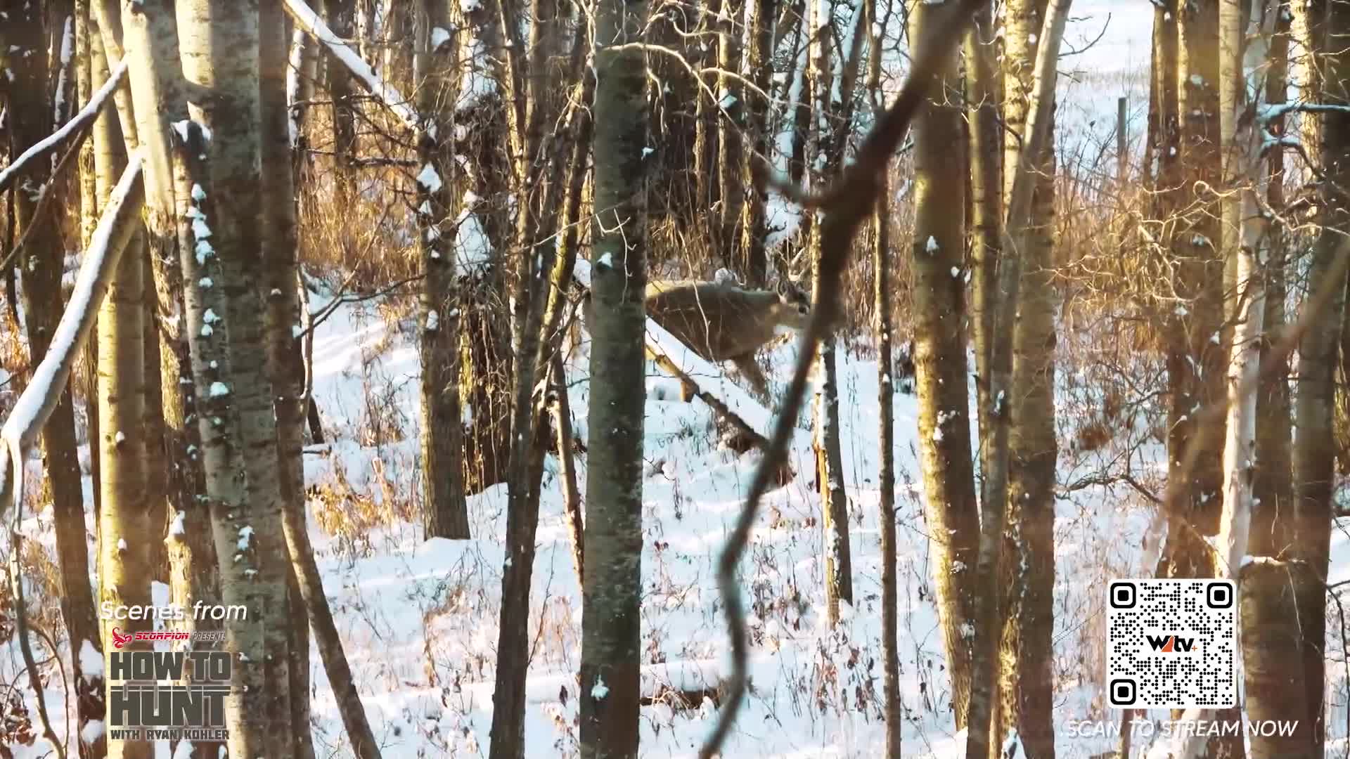 A deer bounds through the snowy woods, its brown body a flash against the white ground. The scene is captured on Wild TV, with the "How to Hunt" logo in the corner.
