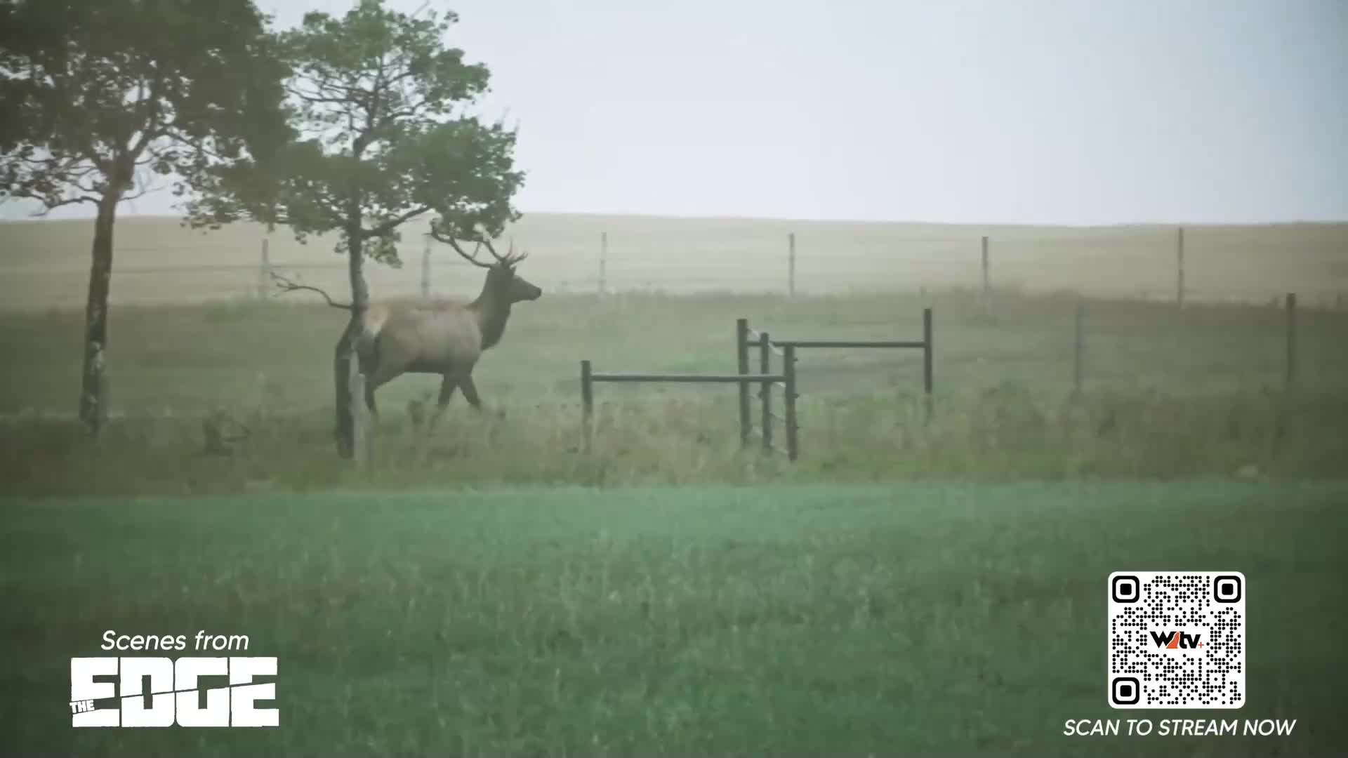 An elk ambles across the field, its antlers silhouetted against the hazy sky. The animal moves past a fence and some small trees, seemingly unbothered by the camera.

