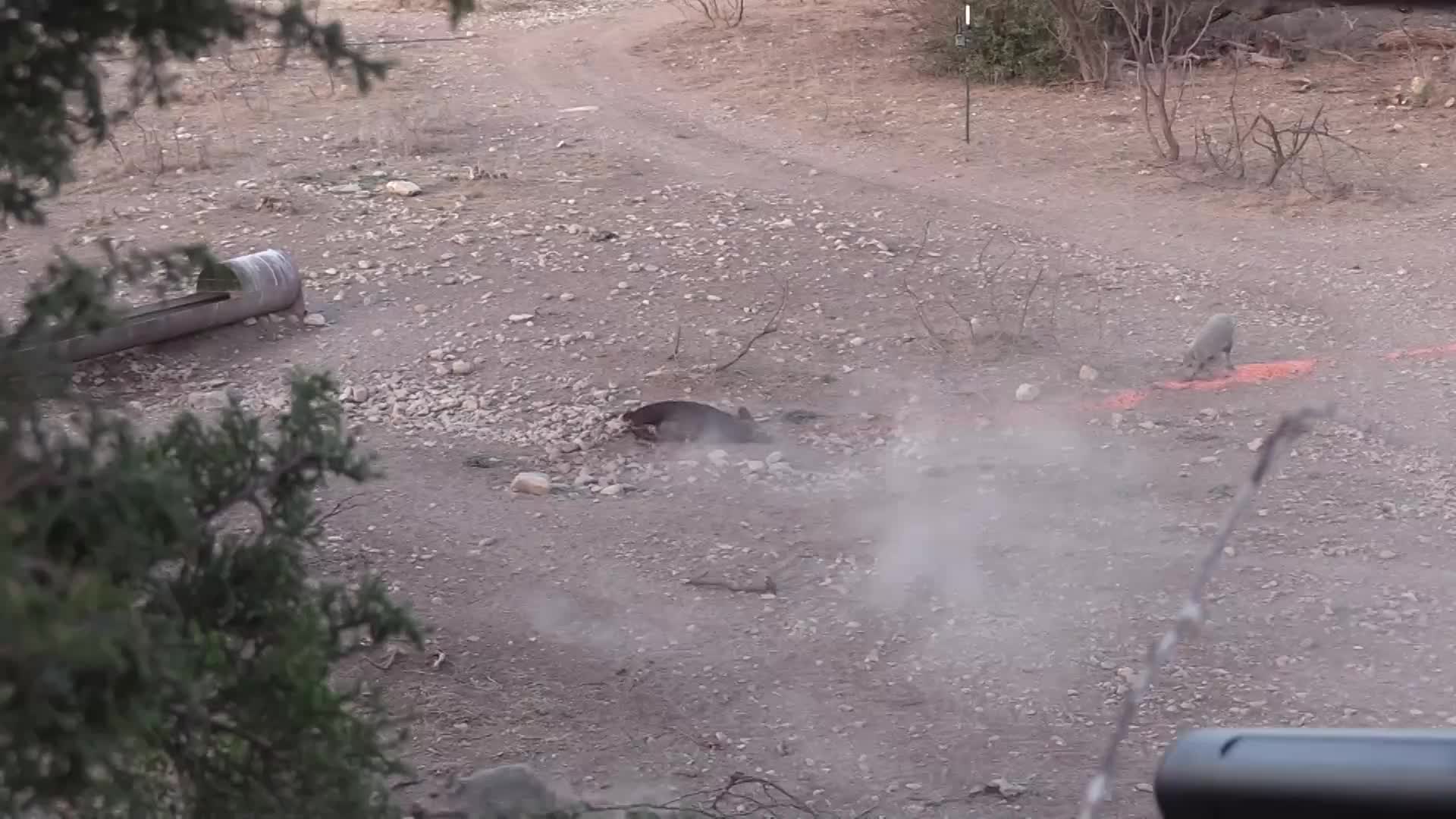 Dust billows up from the ground as a dark-colored animal lies still. A bright orange line is visible nearby, and a metal trough sits in the distance.
