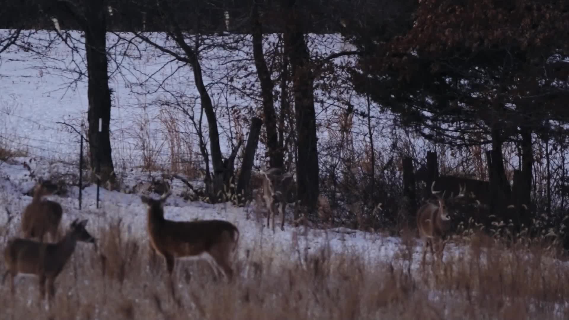 A small herd of deer, their coats a muted brown, graze in a field lightly dusted with snow. The antlers of a buck stand out against the darker trees in the background.
