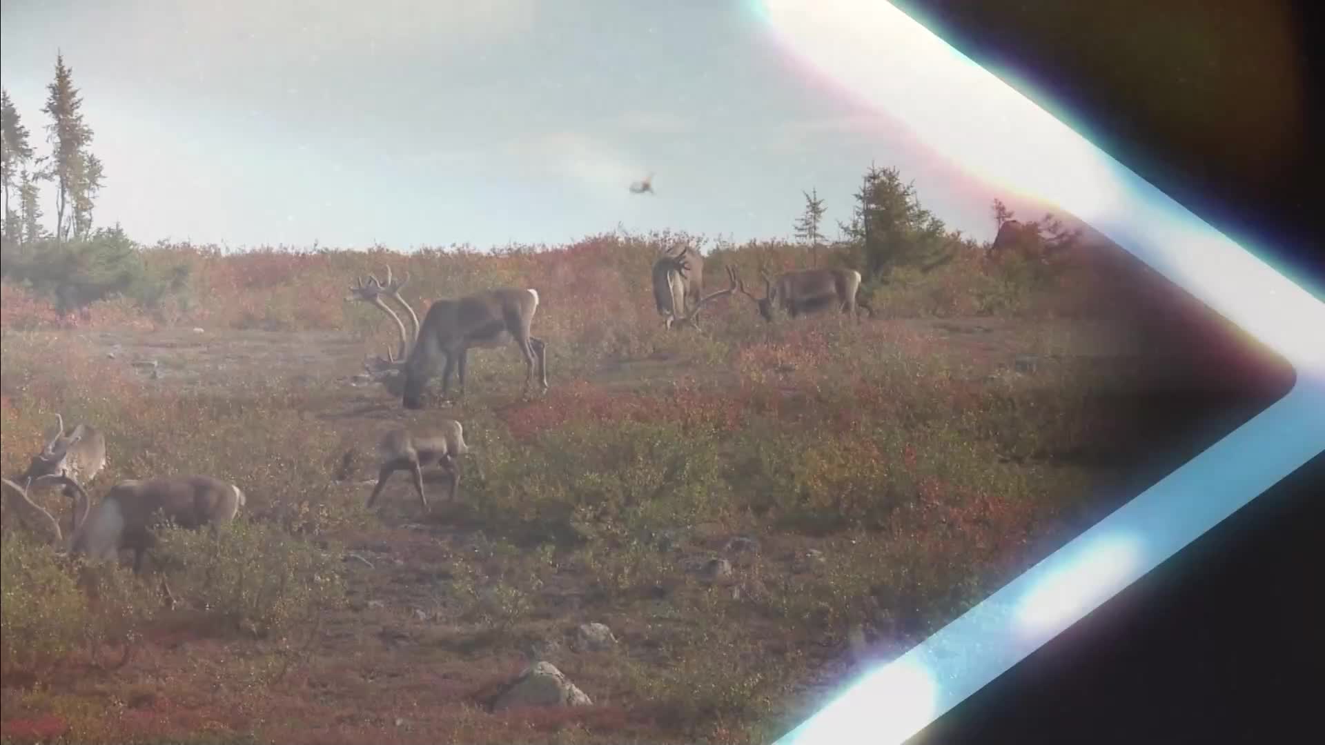 Caribou graze on a hillside covered in reddish-brown vegetation. A few of the animals have impressive antlers, and a small aircraft is visible in the distance.

