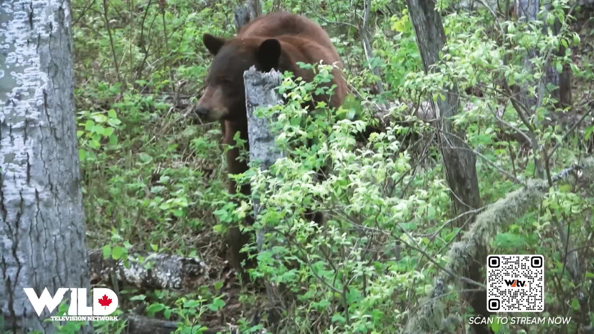 A dark brown bear peeks from behind a tree, its head and shoulders visible through the foliage. The scene unfolds in a forest, likely captured by Wild TV in Canada.
