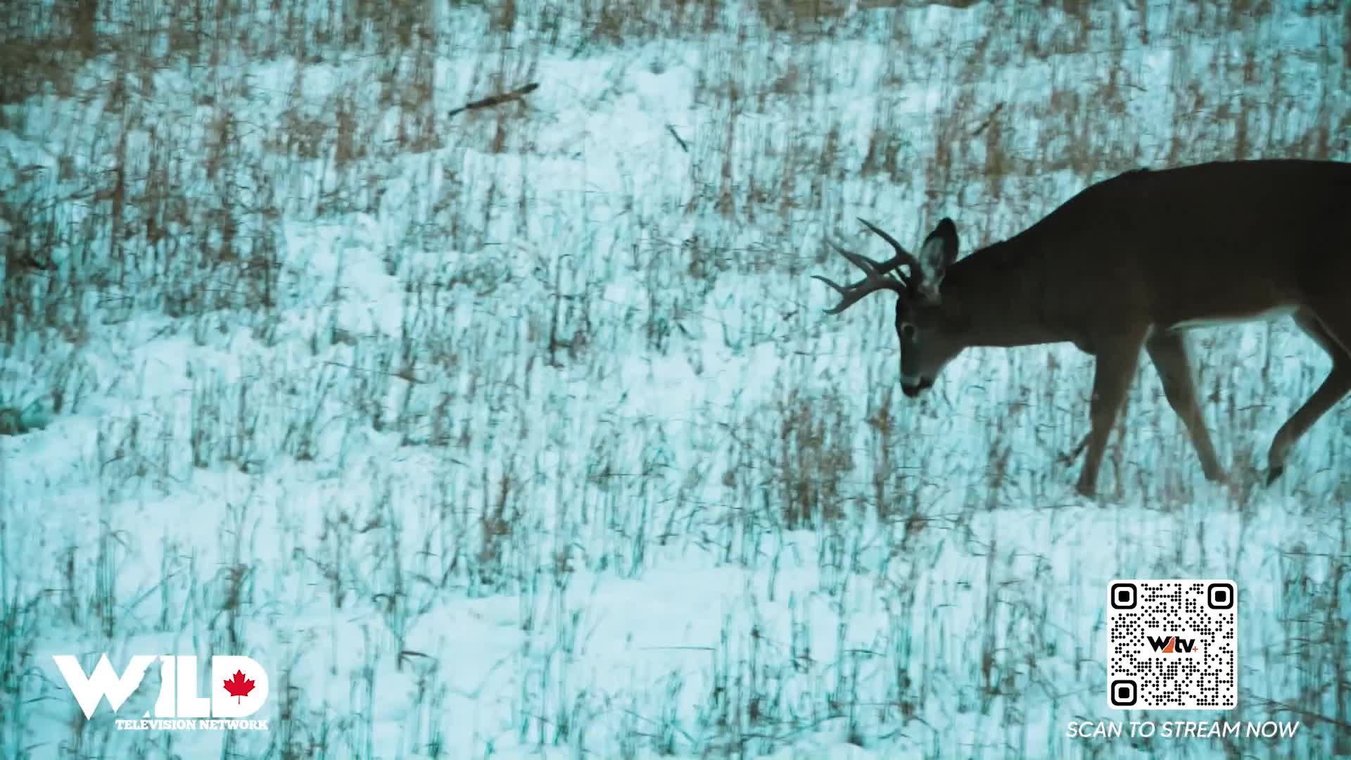 A buck with a full rack of antlers strides across a snowy field. The animal's dark silhouette contrasts with the white and blue landscape, as seen on Wild TV.
