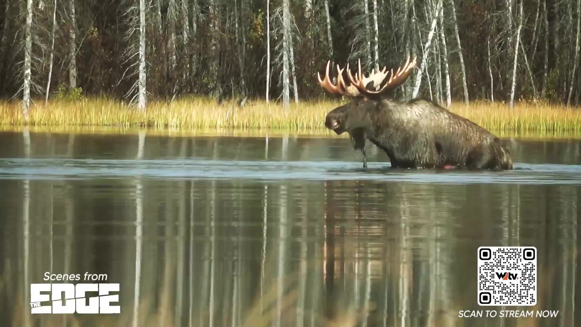 A large bull moose stands in the water, its antlers prominent against the shoreline. The animal appears to be wading, with the water reaching its belly.
