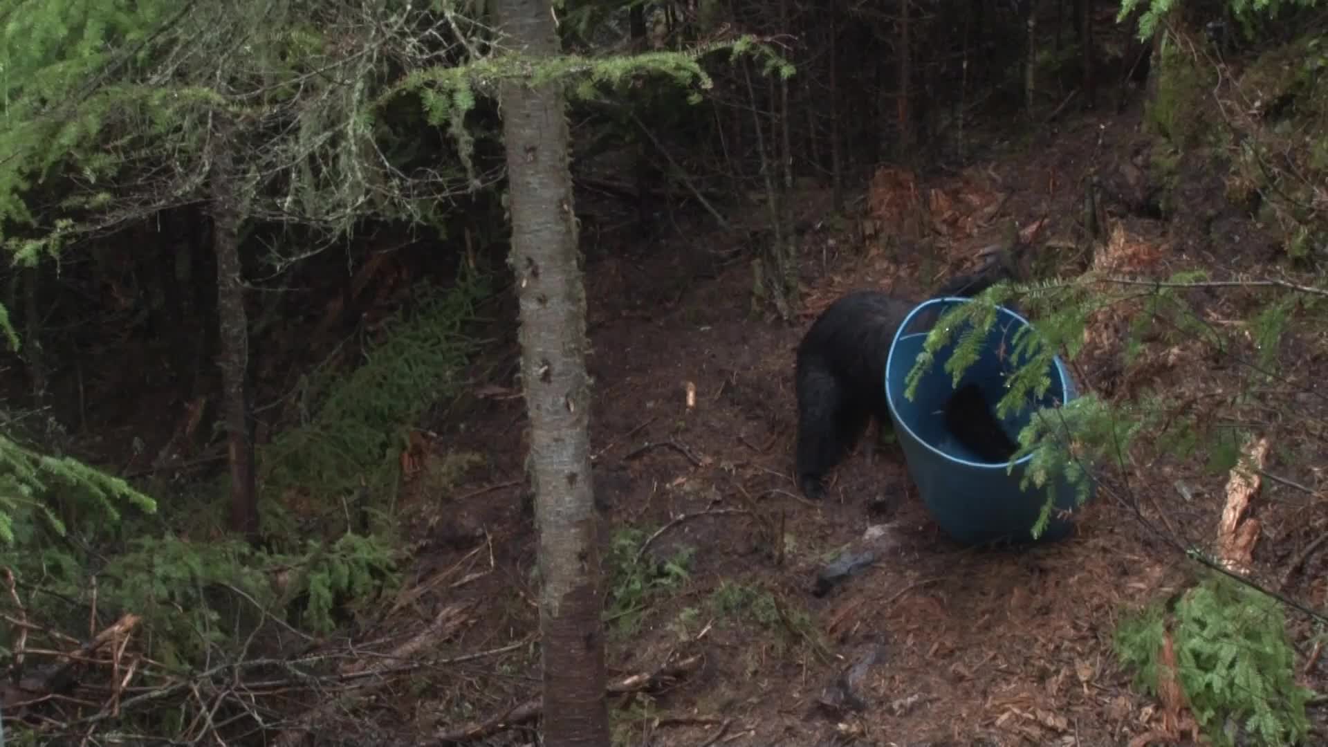A black bear is reaching its head into a blue bucket in the woods. The bear's hindquarters are visible as it strains to get at something inside. A black bear is reaching its head into a blue bucket in the woods. The bear's hindquarters are visible as it strains to get at something inside.