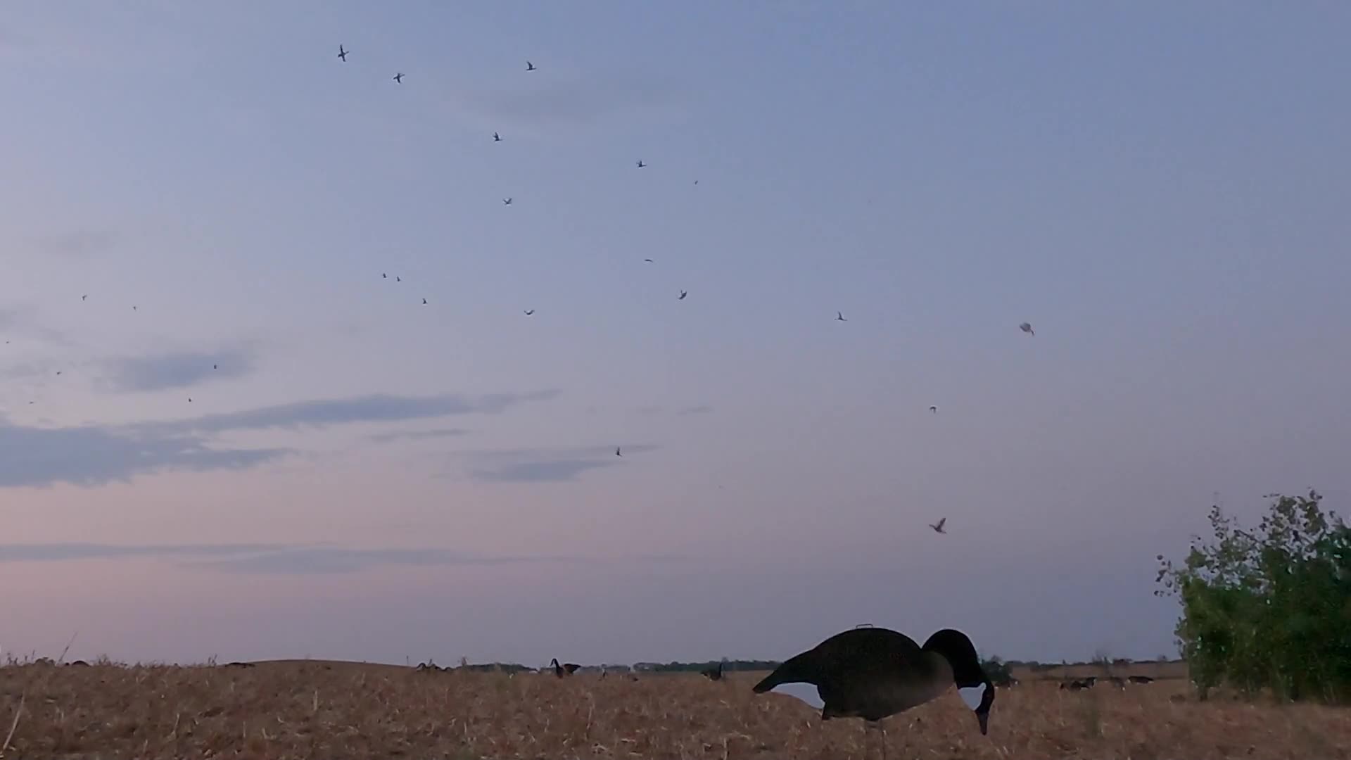 The sky is a soft gradient of purple and blue as small birds dart and weave above a field of dry grass. A pair of Canada geese are foraging in the foreground, their dark bodies hunched low. The sky is a soft gradient of purple and blue as small birds dart and weave above a field of dry grass. A pair of Canada geese are foraging in the foreground, their dark bodies hunched low.
