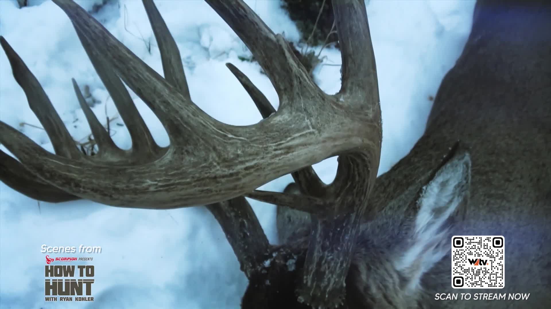 A massive rack of antlers dominates the frame, resting against a snowy backdrop. The fur on the deer's neck is dusted with white, hinting at the cold Canadian air. A massive rack of antlers dominates the frame, resting against a snowy backdrop. The fur on the deer's neck is dusted with white, hinting at the cold Canadian air.