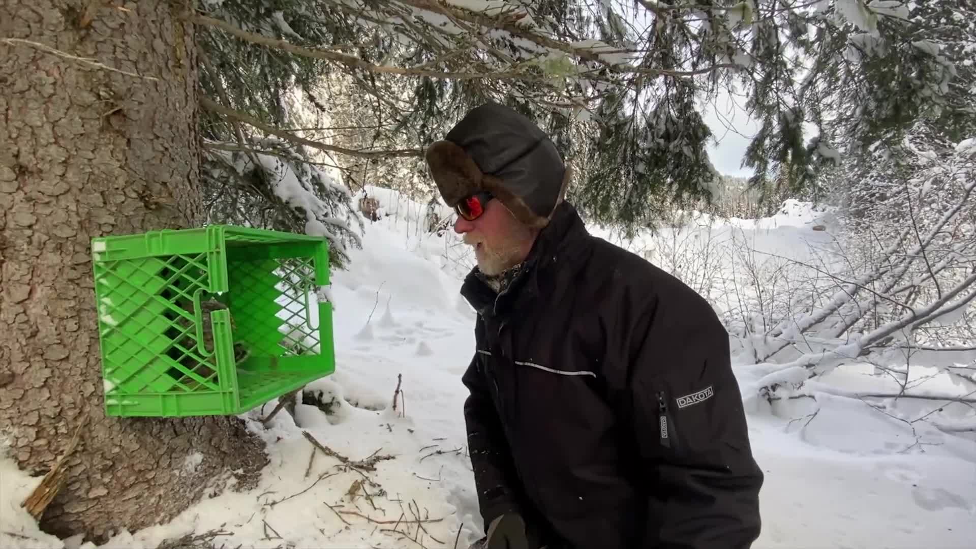 A man in a fur-lined hat and winter jacket peers into a bright green milk crate secured to a snow-covered tree. The surrounding forest is blanketed in white, suggesting a crisp Canadian winter day.