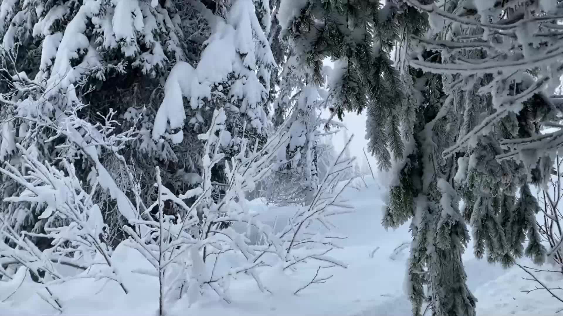 Snow blankets the dense forest, clinging to every branch. A faint path winds through the trees, disappearing into the white expanse.