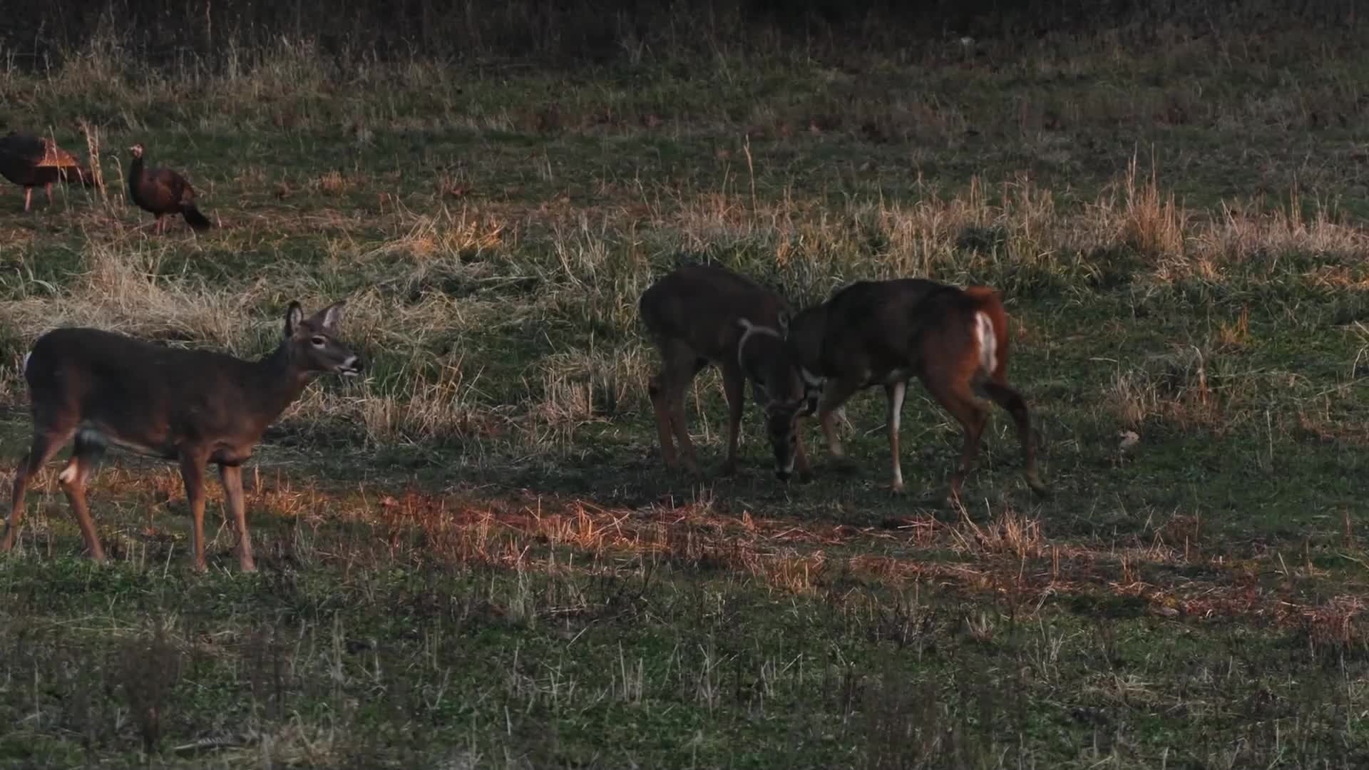 Two young bucks are sparring, heads lowered and antlers locked. Nearby, a doe pauses her grazing, and a pair of turkeys peck at the dry grass.