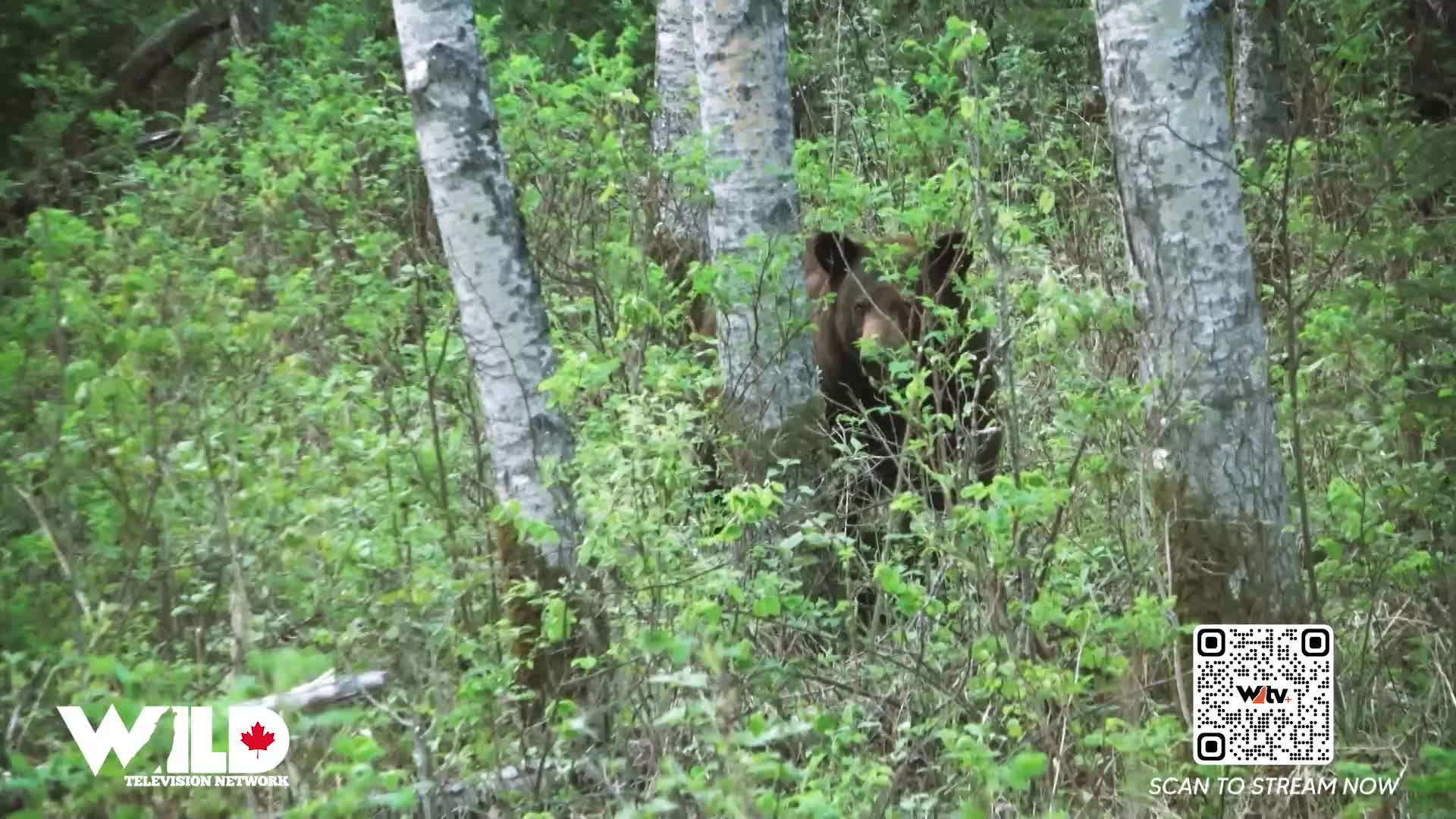 A dark bear peeks out from behind the dense green foliage of the Canadian woods. Its head is turned, and it seems to be observing something just out of frame. A dark bear peeks out from behind the dense green foliage of the Canadian woods. Its head is turned, and it seems to be observing something just out of frame.