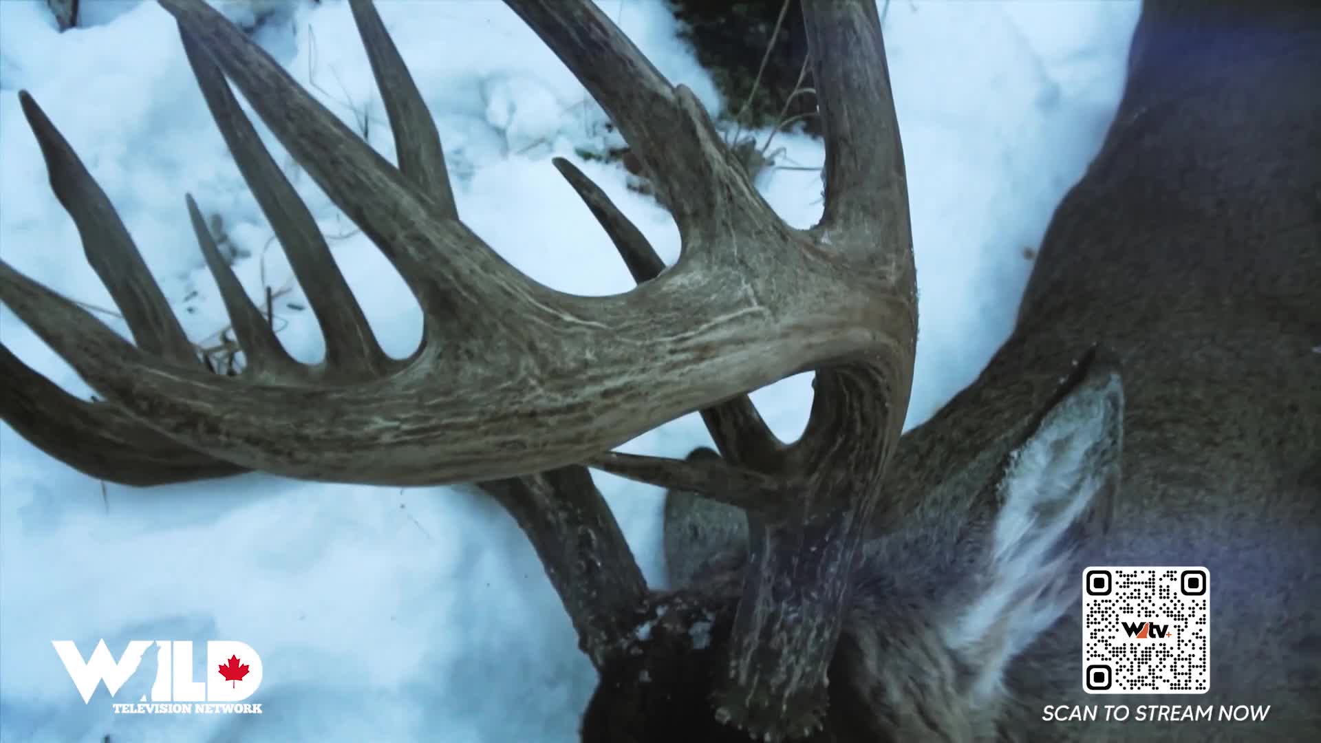 A massive rack of antlers rests in the snow, a testament to a successful hunt. The Wild Television Network logo is visible in the corner.