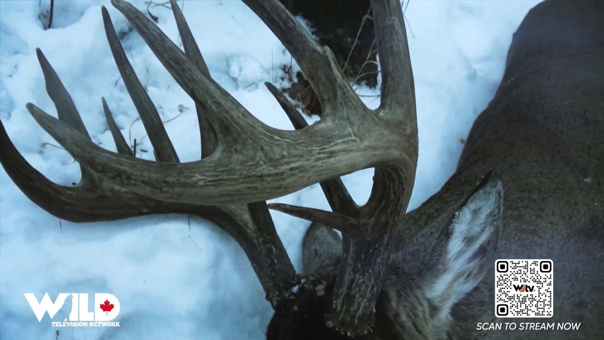 A massive rack of antlers lies in the snow, the furred body of a deer partially visible. This Canadian trophy is featured on Wild TV.