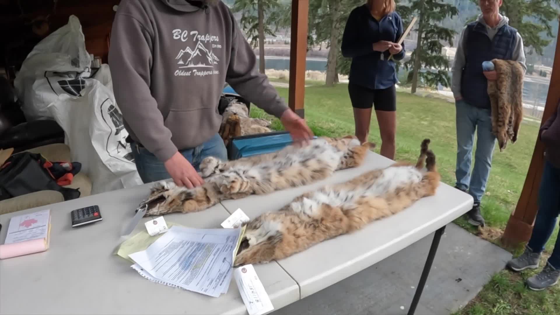 Two lynx pelts lie on a table, their spotted fur exposed. A man in a BC Trappers hoodie examines one, while others stand by, one holding a fur.