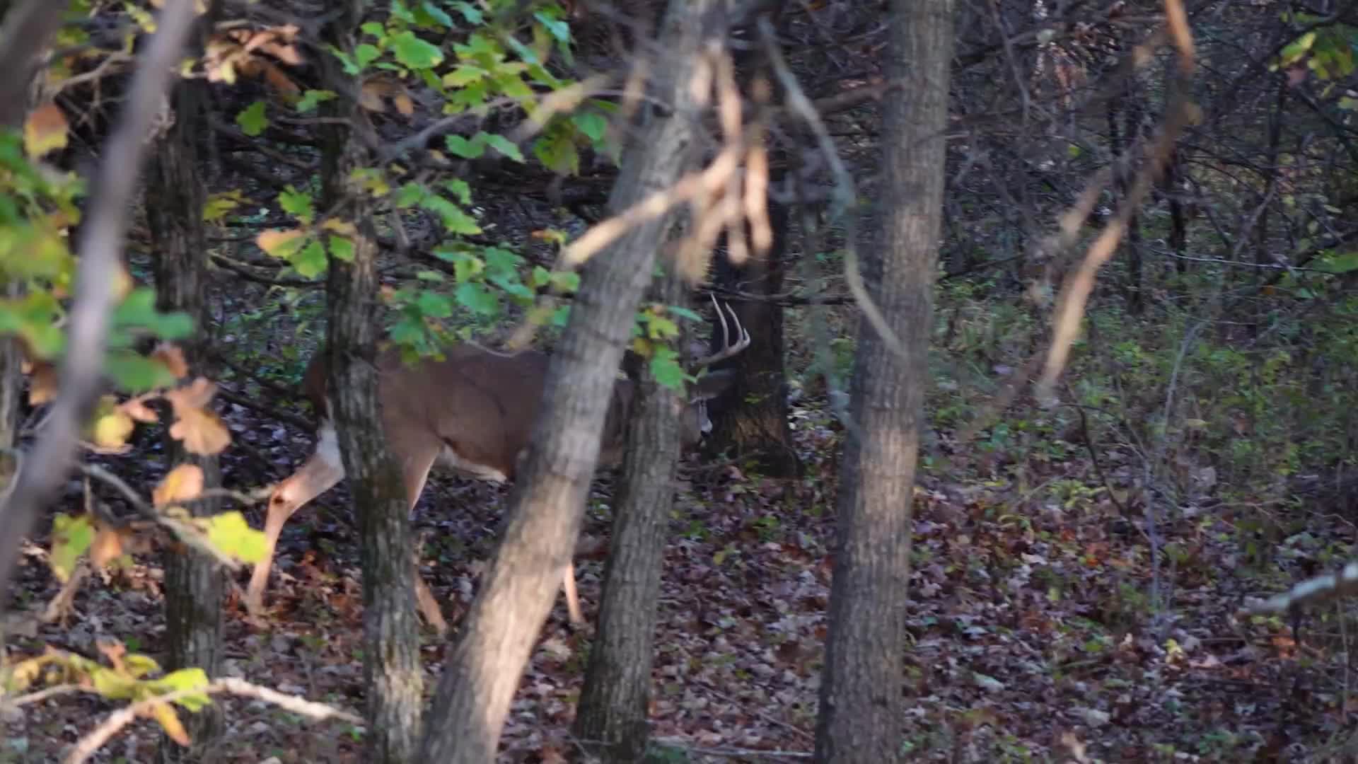A buck with impressive antlers steps through the trees. Its coat blends with the autumn leaves carpeting the forest floor.