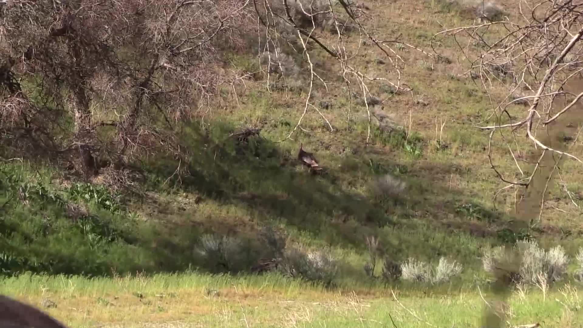 A turkey is strutting up a grassy, sun-dappled slope. Its dark feathers are visible against the green and brown terrain.