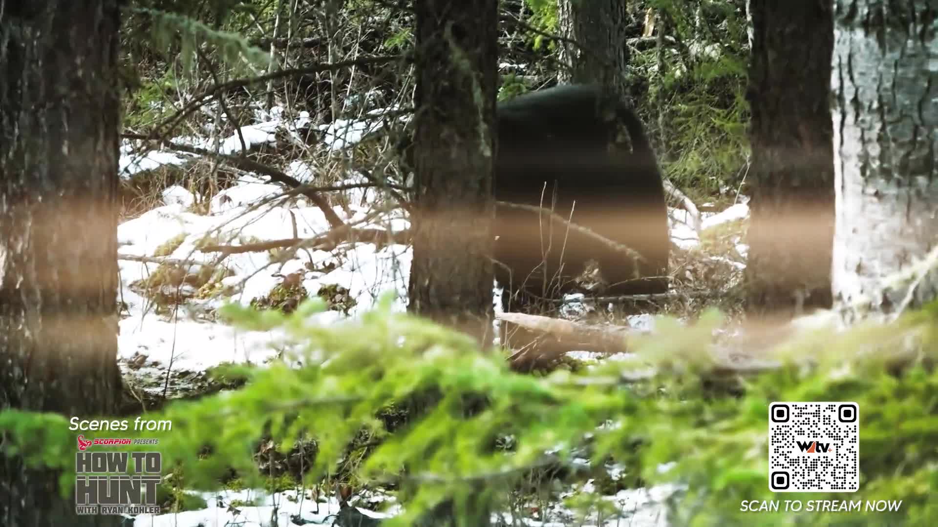 A dark shape, likely a bear, moves through the snow-dusted trees of a Canadian forest. This scene is part of "How to Hunt" on Wild TV.