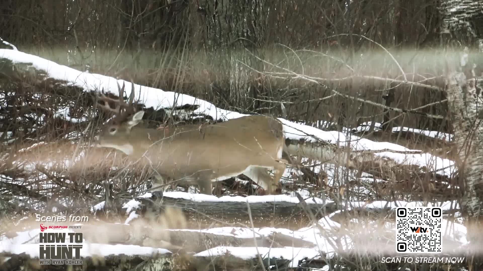 A large buck with impressive antlers moves through the snowy woods. It pauses, head down, near a fallen log as branches rustle around it.