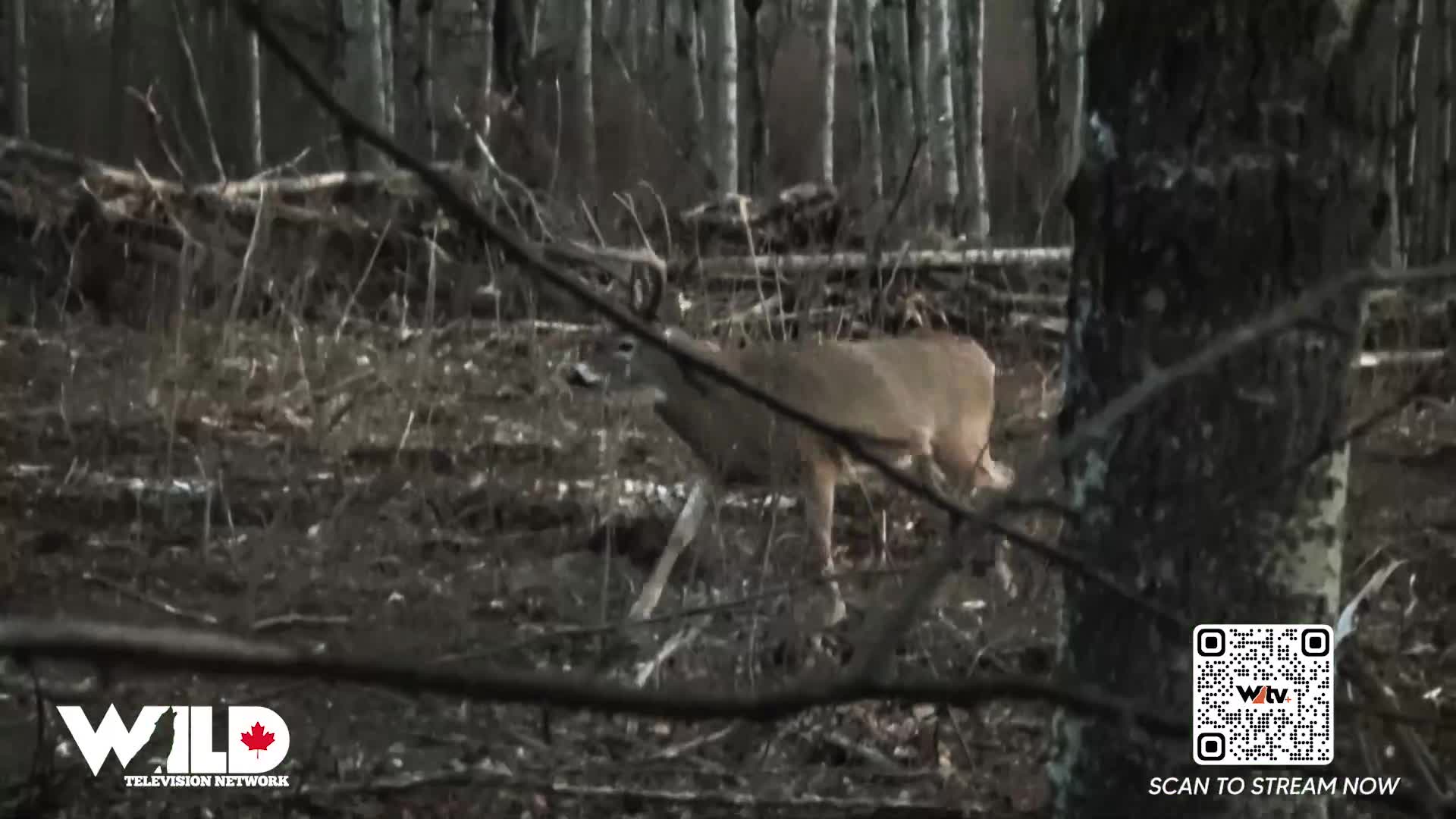 A buck steps through the underbrush, its antlers silhouetted against the dim forest light. This Canadian scene, captured for Wild TV, shows the animal moving with quiet grace.