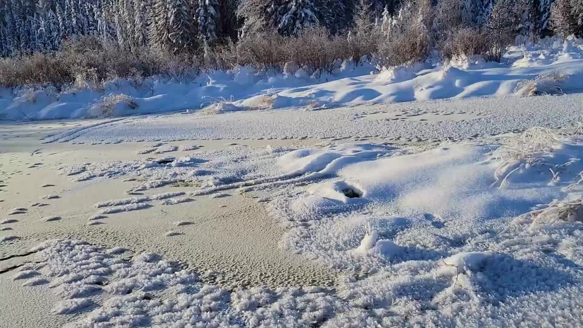 Tracks mark the frozen riverbank, leading towards a snow-dusted treeline. The air is crisp and cold, typical for a Canadian winter day.