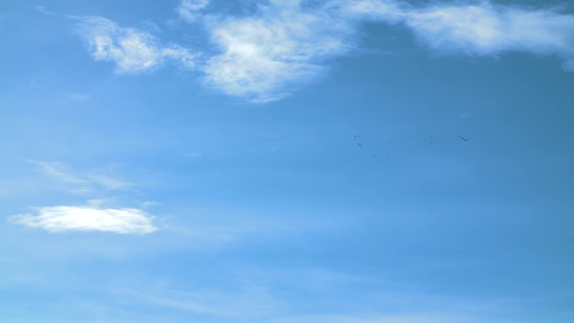 A flock of birds is soaring high in the vast blue sky over Canada. Wispy clouds drift by, a common sight during a Wild TV broadcast.