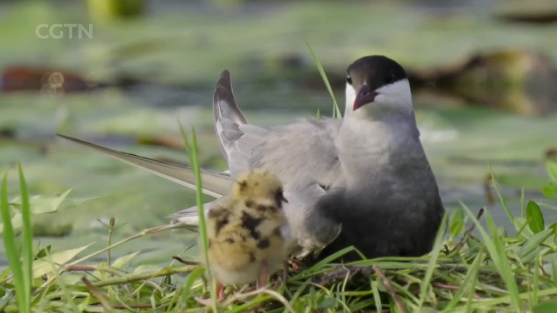 A tern shelters its fluffy chick on a nest of reeds. The parent bird's dark cap contrasts with its white throat as it watches over its young.