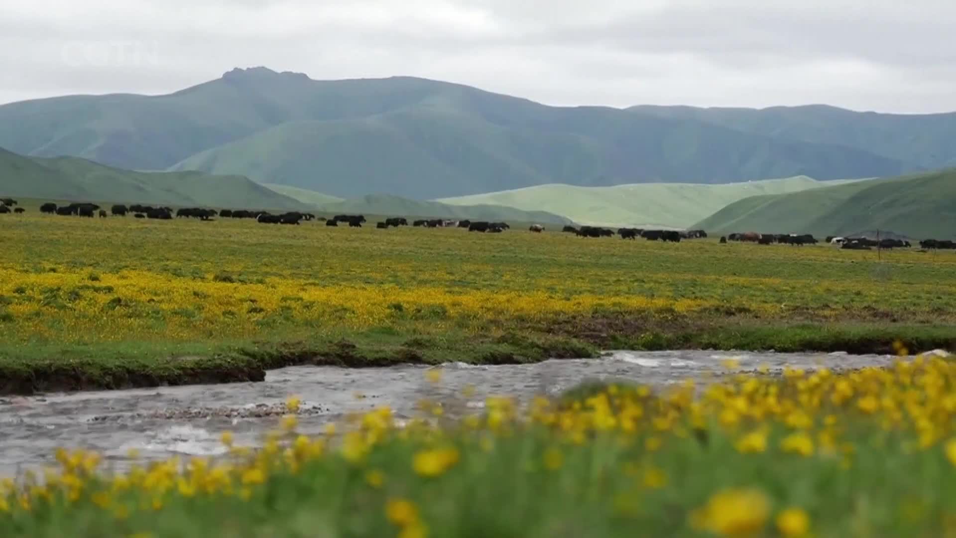 A herd of dark yaks moves slowly across a wide, green meadow dotted with yellow wildflowers. A shallow stream, reflecting the overcast sky, flows in the foreground.