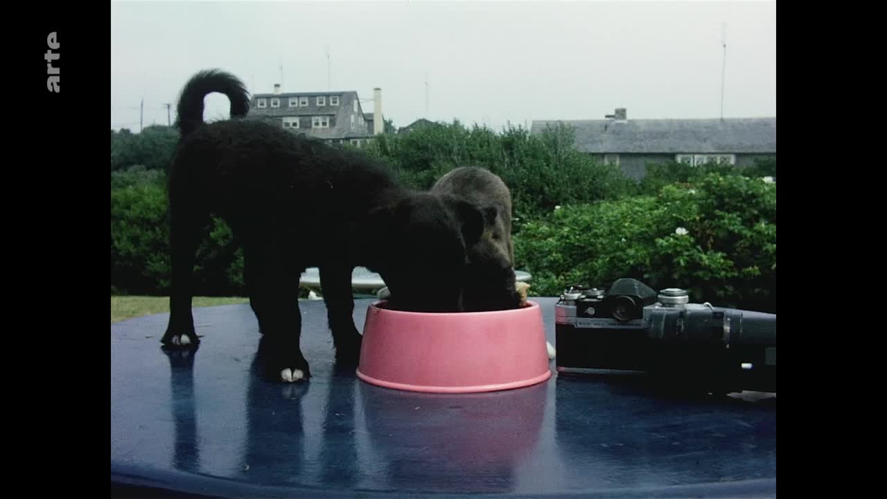 A black dog, tail curled, is eating from a pink bowl on a reflective blue surface. Beside the bowl, a camera and lens sit, the scene framed by a logo from arte.

