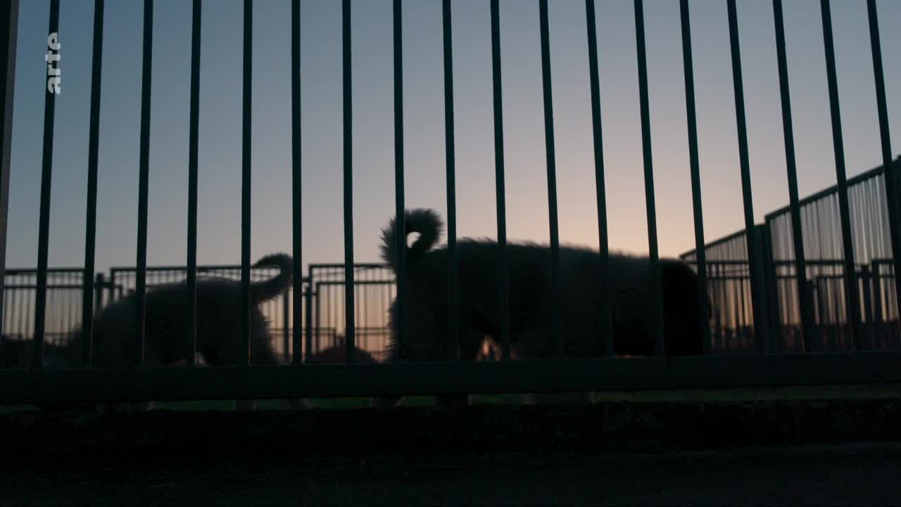 Two fluffy dogs move behind a dark fence as the sky fades to dusk. The larger dog, facing away, has a curled tail against the soft light of sunset.