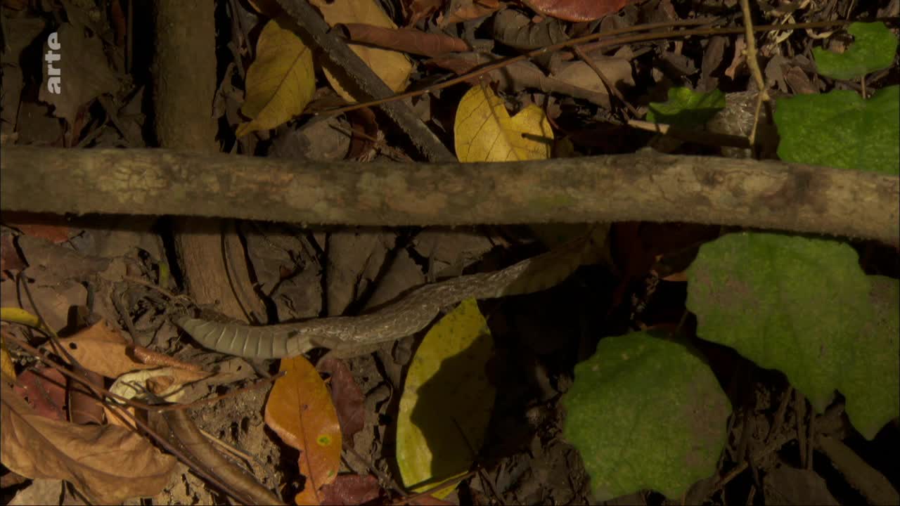 A slender, pale snake slithers across the leaf-strewn forest floor. Its scales catch the dim light as it moves beneath a fallen branch. A slender, pale snake slithers across the leaf-strewn forest floor. Its scales catch the dim light as it moves beneath a fallen branch.