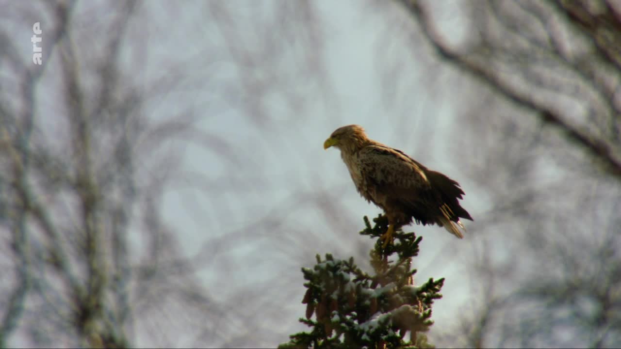 A large bird of prey perches on a snow-dusted fir tree, its gaze fixed on something unseen. Bare branches of other trees form a muted backdrop against the overcast sky. A large bird of prey perches on a snow-dusted fir tree, its gaze fixed on something unseen. Bare branches of other trees form a muted backdrop against the overcast sky.