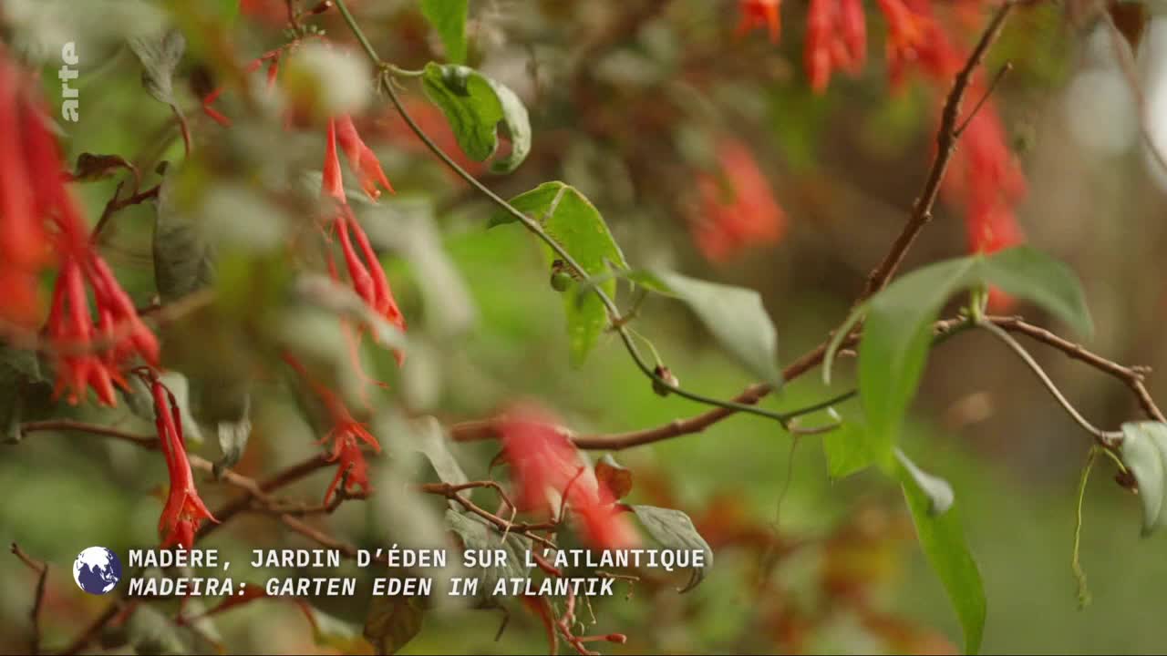 Bright red fuchsia blooms hang from thin stems, their delicate petals catching the light. The leaves, a vibrant green, frame the flowers as they sway gently in the breeze.