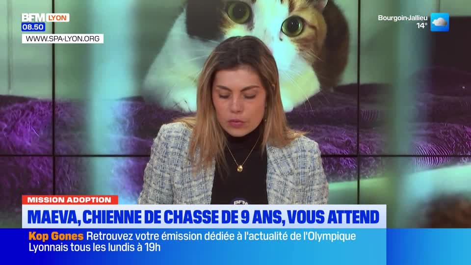 A woman in a tweed jacket reads from a script on a BFM Lyon broadcast. Behind her, a large screen displays a close-up of a calico cat's face.