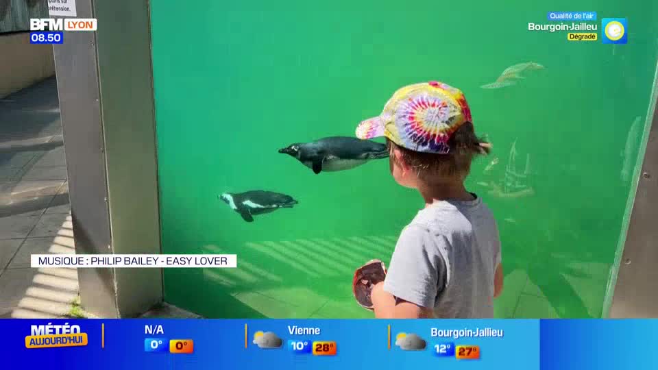 A young boy in a tie-dye hat watches penguins glide through the green water of their enclosure. One penguin swims directly towards the glass, its black and white markings sharp against the vibrant backdrop.