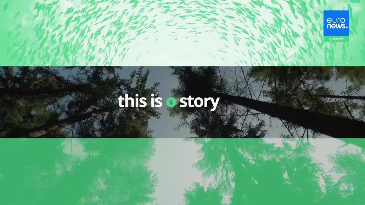 A school of tiny fish swirls in a bright green current above. Below, tall trees reach towards a pale sky, their branches silhouetted against the light.