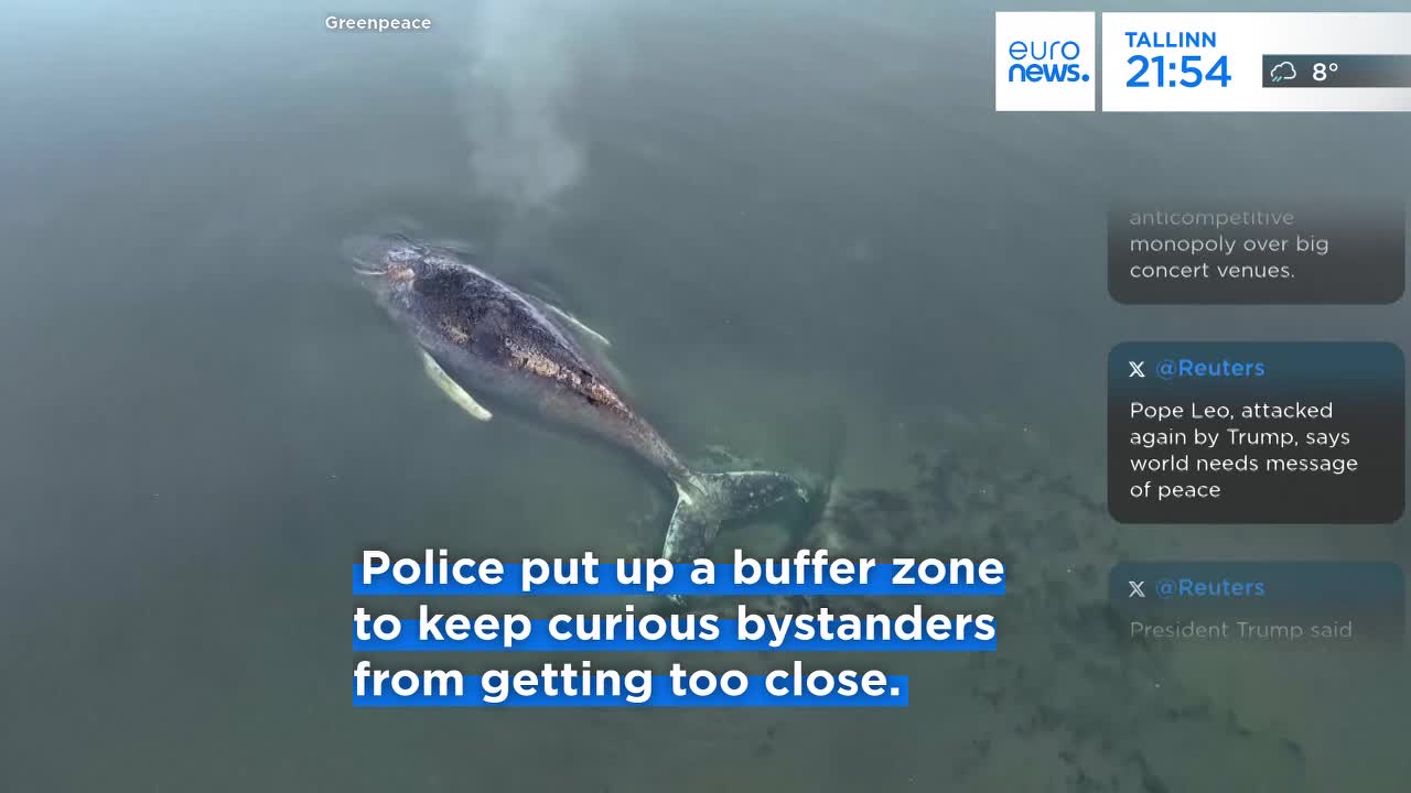 A large whale swims slowly through murky water, its tail fin occasionally breaking the surface. Police have established a perimeter to keep onlookers at a safe distance.
