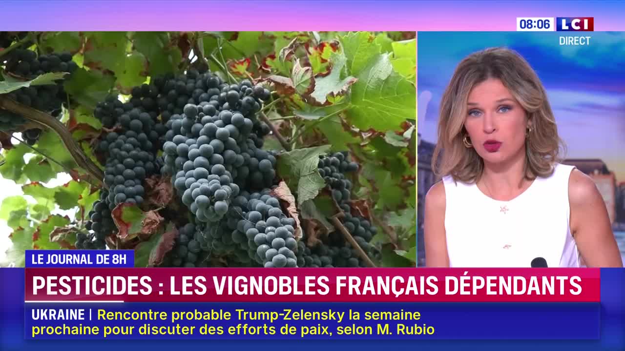 Clusters of dark grapes hang heavy from the vines, a backdrop for the news anchor on LCI. She's discussing pesticides in the French vineyards.
