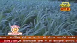 Tall, green crops sway gently in the breeze, filling the screen. The Aastha Bhajan logo sits in the corner, with text scrolling below.
