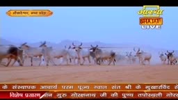 A herd of white cattle moves across a sandy expanse, kicking up dust. The scene appears to be part of a broadcast from India, possibly related to Aastha Bhajan.
