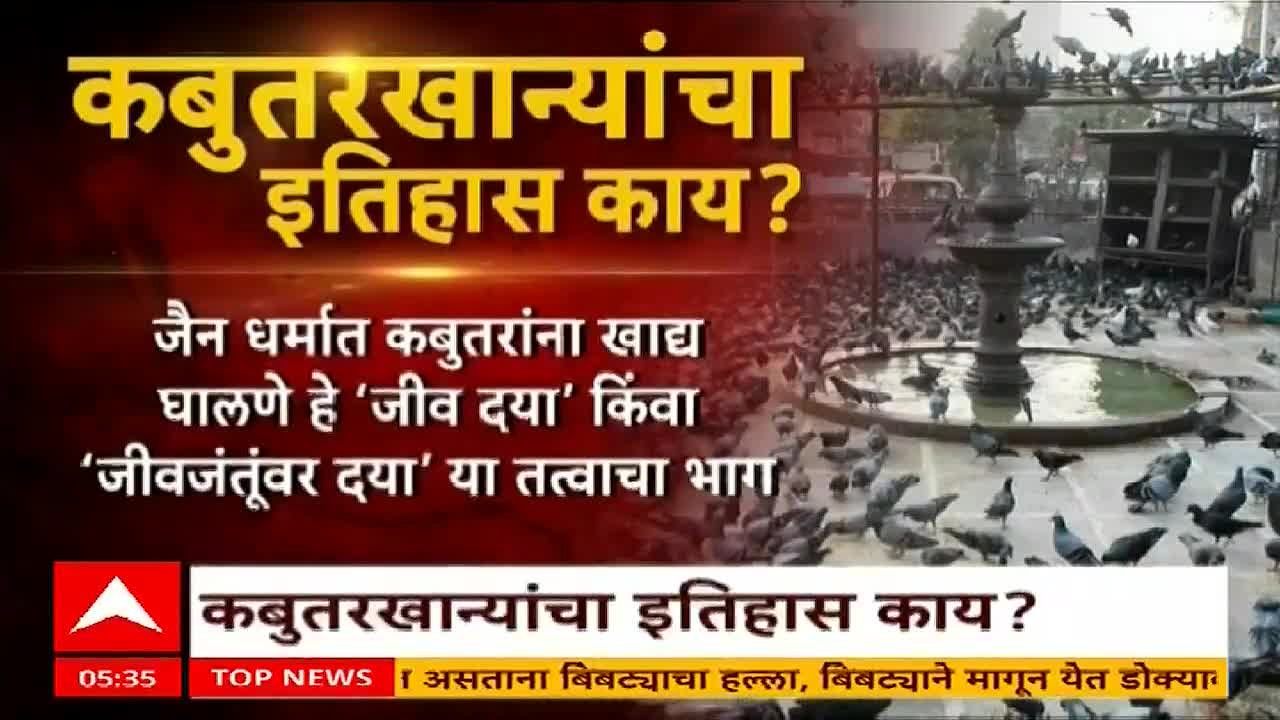 A large flock of pigeons surrounds a fountain, many of them pecking at the ground. The ABP Majha news graphic in the foreground poses a question about the history of pigeon feeding.
